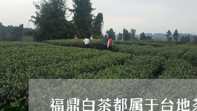 福鼎白茶都属于台地茶吗/2023032786048