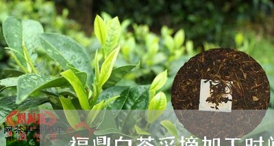 福鼎白茶采摘加工时间表/2023032700694