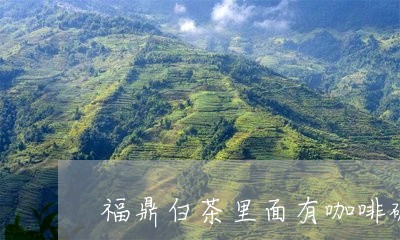 福鼎白茶里面有咖啡碱吗/2023032739707