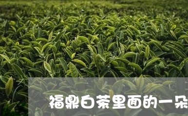 福鼎白茶里面的一朵奇葩/2023032748380