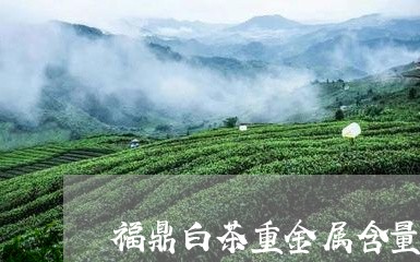 福鼎白茶重金属含量高吗/2023032702724