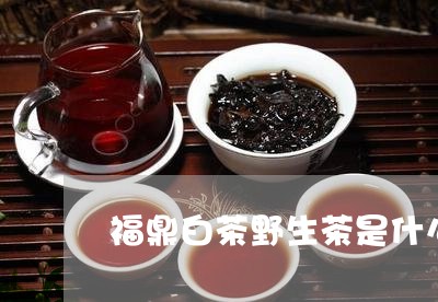 福鼎白茶野生茶是什么茶/2023032795847