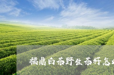 福鼎白茶野生茶籽怎么好/2023032795151