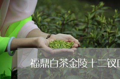 福鼎白茶金陵十二钗口感/2023032726250