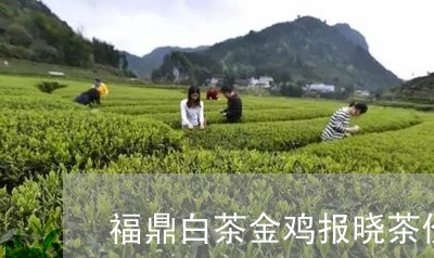 福鼎白茶金鸡报晓茶价格/2023032759694