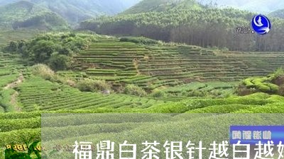 福鼎白茶银针越白越好吗/2023032790696