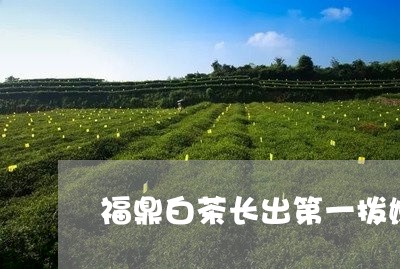 福鼎白茶长出第一拨嫩芽/2023032715048