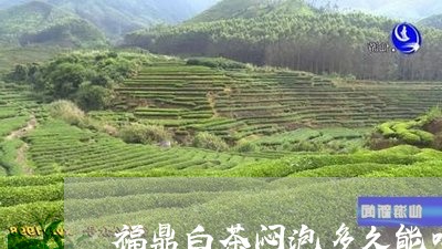 福鼎白茶闷泡多久能喝完/2023032769492