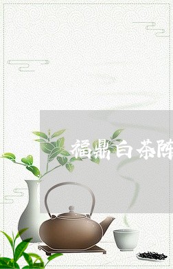 福鼎白茶陈年白牡丹采摘/2023032749471