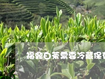 福鼎白茶需要冷藏保存吗/2023032729493