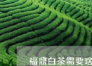 福鼎白茶需要啥样的水泡/2023032789603