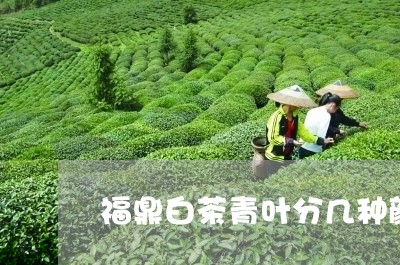 福鼎白茶青叶分几种颜色/2023032707179