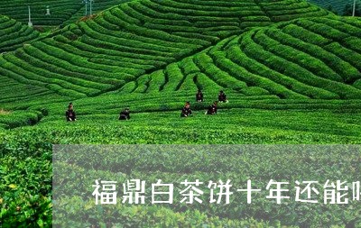 福鼎白茶饼十年还能喝吗/2023032749593