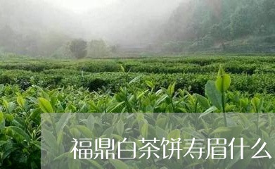 福鼎白茶饼寿眉什么口感/2023032745940