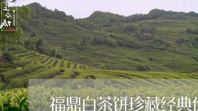 福鼎白茶饼珍藏经典价格/2023032788480