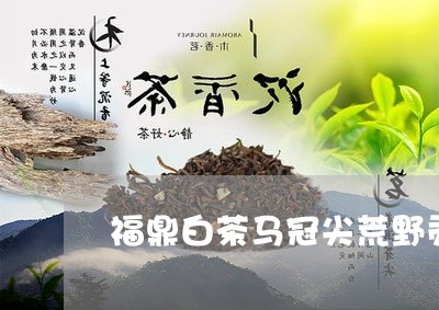 福鼎白茶马冠尖荒野贡眉/2023032794947