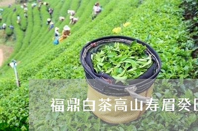 福鼎白茶高山寿眉癸巳年/2023032716171