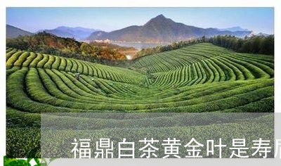 福鼎白茶黄金叶是寿眉吗/2023032784170