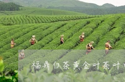 福鼎白茶黄金叶茶叶口感/2023032713939