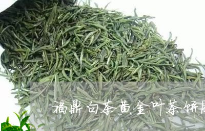 福鼎白茶黄金叶茶饼图片/2023032796037