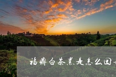 福鼎白茶黑是怎么回事啊/2023032738270