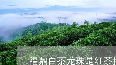 福鼎白茶龙珠是红茶推荐/2023032787371