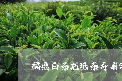 福鼎白茶龙珠茶寿眉90g/2023033141704