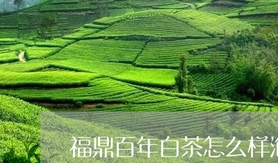 福鼎百年白茶怎么样泡的/2023032728253