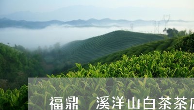 福鼎磻溪洋山白茶茶店/2023032789603