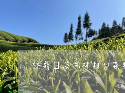 福鼎磻溪湖林村白茶特点/2023032748150