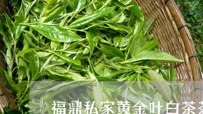 福鼎私家黄金叶白茶茶饼/2023032730494