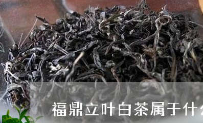 福鼎立叶白茶属于什么茶/2023032702814