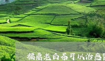 福鼎老白茶可以治感冒吗/2023032747270