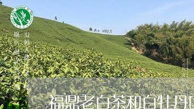 福鼎老白茶和白牡丹区别/2023032786249