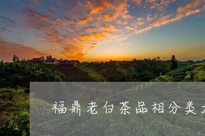 福鼎老白茶品相分类大全/2023032728161