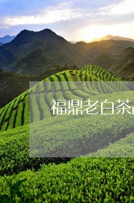 福鼎老白茶品相特征分析/2023032738503