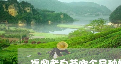 福鼎老白茶哪个品种好喝/2023032792936