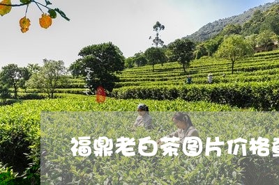 福鼎老白茶图片价格查询/2023032755179