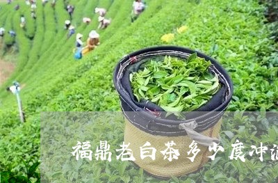 福鼎老白茶多少度冲泡好/2023032735846