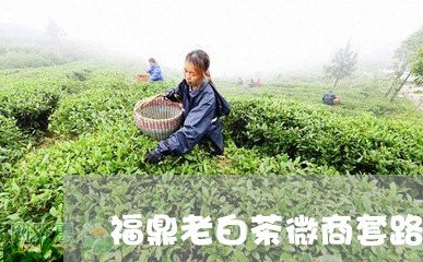 福鼎老白茶微商套路视频/2023032787059