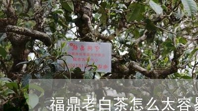 福鼎老白茶怎么太容易碎/2023032737179