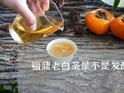 福鼎老白茶是不是发酵茶/2023032713836