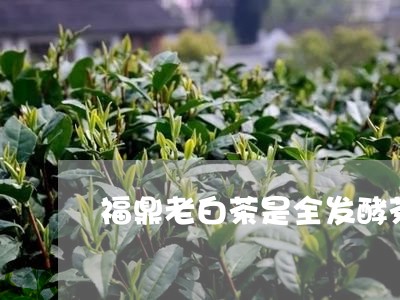 福鼎老白茶是全发酵茶吗/2023032715826