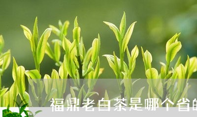 福鼎老白茶是哪个省的茶/2023032782715