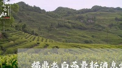 福鼎老白茶最新消息价格/2023032748371