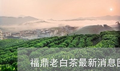 福鼎老白茶最新消息图片/2023032788461