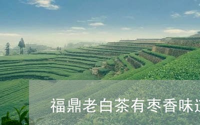 福鼎老白茶有枣香味道吗/2023032790593