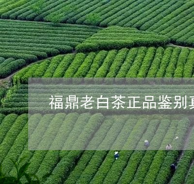 福鼎老白茶正品鉴别真假/2023032714828