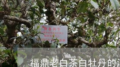 福鼎老白茶白牡丹的汤色/2023032795946