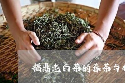 福鼎老白茶的春茶与秋茶/2023032786050